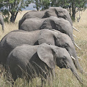African Elephant
