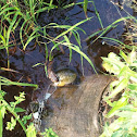 Nothern water snake
