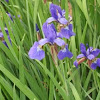 Purple Iris