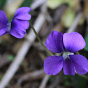 Wild Violet