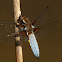 Libellula depressa