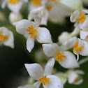 Begonia