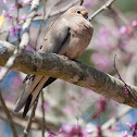 Mourning Dove