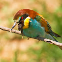European bee eater