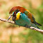 European bee eater