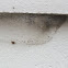 Spider nests