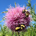 Bull-thistle