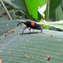 Weevil Knievil