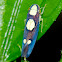 Sharpshooter Leafhopper