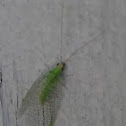 Lacewing