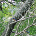 Eastern Bluebird