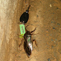 Giant Water Bug