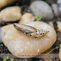 Tersa Sphinx Moth