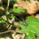 Aurora Damsel