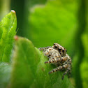 Jumping Spider