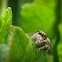 Jumping Spider