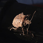 Four-humped Stink Bug