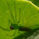 Green Lyssomanes