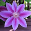 Violet Flower
