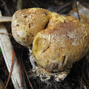 Earthball