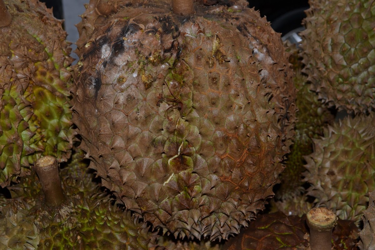 Durian
