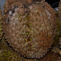 Durian