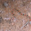 Texas Coral Snake