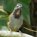Saltator Gorgianteado
