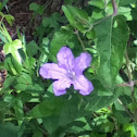 Wild Petunia?