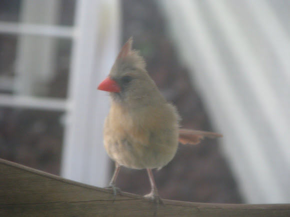 Spotting Image 1