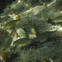 Salema