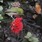 Japanese White-eye