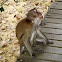 Long-tailed Macaque Monkey