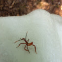 Wheel Bug nymph