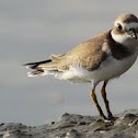 Ringed Plover