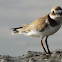 Ringed Plover