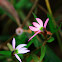 Lobelia chinensis (半邊蓮)