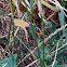 female Lythria cruentaria, Ampfer-Purpurspanner