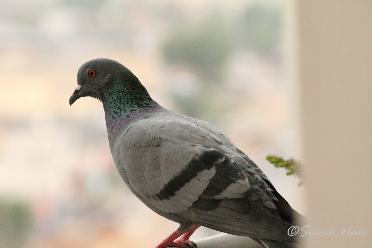 Rock Pigeon