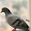 Rock Pigeon