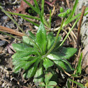 Early whitlow grass