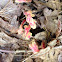 Pinesap