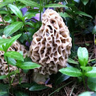 Common Morel / Yellow Morel