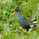 purple gallinule