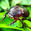 Junebug