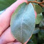 Silverberry