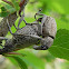  True Weevils or Snout beetles