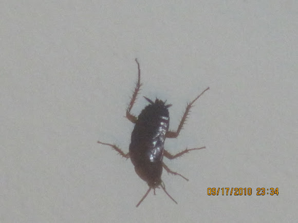 Spotting Image 1