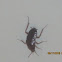 Cockroach