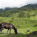 Domestic horse